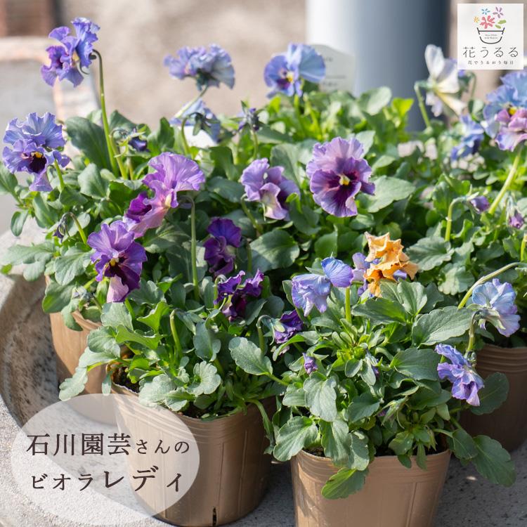 flower ＼次回入荷未定／数量限定 プレミアム品種 石川園芸さんの
