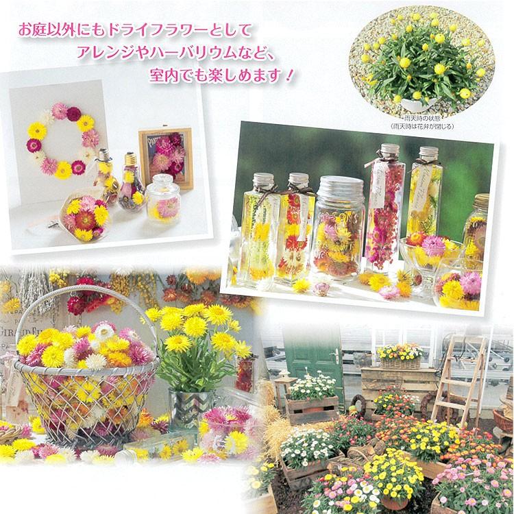 flower 「ヘリクリサム パステル6色 バラ売り9cmポット苗」鑑賞期2月