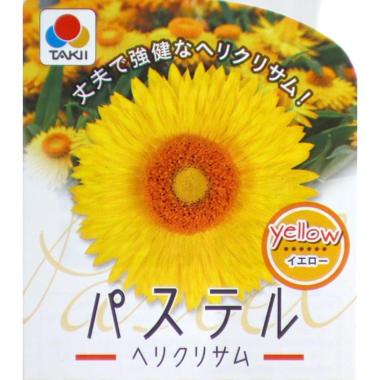flower 「ヘリクリサム パステル6色 バラ売り9cmポット苗」鑑賞期2月