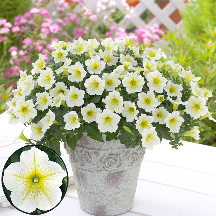 flower ＼とにかく強い／すごく丈夫で、ビギナーでもOK タキイ育成