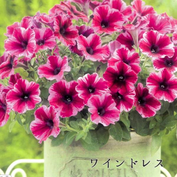 タキイ育成 ペチュニア 流れ星 8色バラ売り 9cmポット苗 タキイ種苗育成 ペチュニア 苗 セット サフィニア Nae Nagarebosi 花うるる ハンギング 寄せ植え通販 通販 Yahoo ショッピング