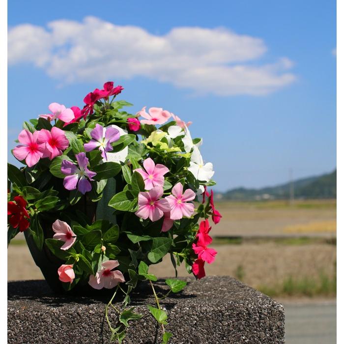 花うるるのハンギング寄せ植え ニチニチソウのカラフルmix 開花期 ５ー１１月 寄せ植え ギフト フラワー 玄関 ガーデニング セット 苗 ハンギングバスケット Nitiniti Mix 花うるる ハンギング 寄せ植え通販 通販 Yahoo ショッピング