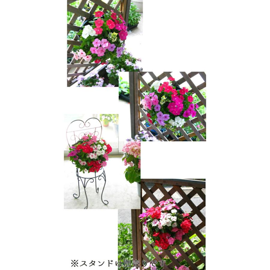 flower ＼晩秋まで開花／花うるる ハンギング 寄せ植え ニチニチソウ