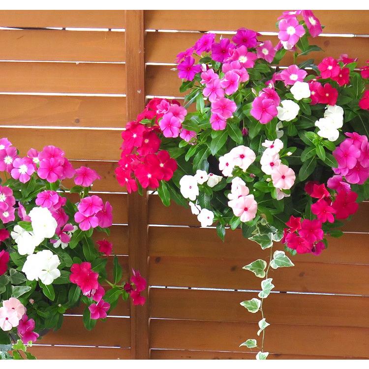 花うるるのハンギング寄せ植え ニチニチソウのカラフルmix 開花期 ５ー１１月 寄せ植え ギフト フラワー 玄関 ガーデニング セット 苗 ハンギングバスケット Nitiniti Mix 花うるる ハンギング 寄せ植え通販 通販 Yahoo ショッピング