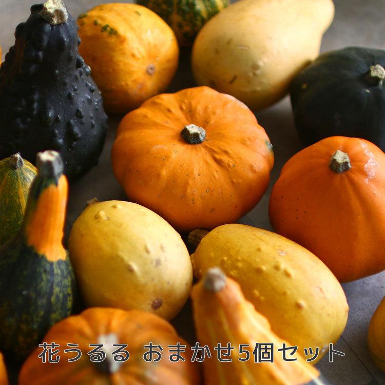 1 000円ポッキリ ミニかぼちゃ おまかせ10個セット ハロウィン 飾り かぼちゃ 種類 おまかせ 10個セット ハロウィーン おもちゃかぼちゃ Onament Kabotya 8s 花うるる ハンギング 寄せ植え通販 通販 Yahoo ショッピング