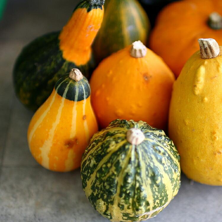 ハロウィン観賞用おもちゃかぼちゃ 40個 サチ5A ハロウィン観賞用