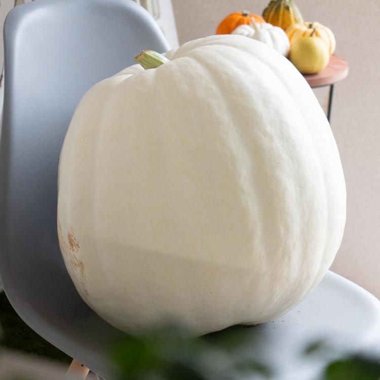 最終売り尽くし／ハロウィン用 巨大 白かぼちゃ 本物カボチャ 鑑賞用