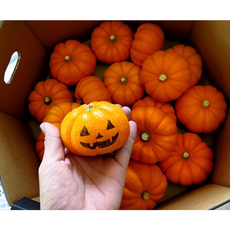 売り尽くし処分 ハロウィンに手のひらサイズの本物カボチャ“Jack B