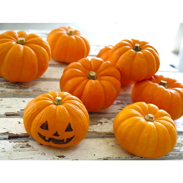 売り尽くし処分 ハロウィンに手のひらサイズの本物カボチャ“Jack B