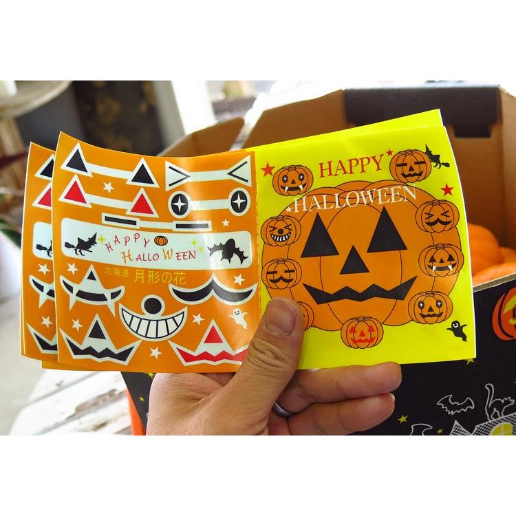 売り尽くし処分 ハロウィンに手のひらサイズの本物カボチャ“Jack B 