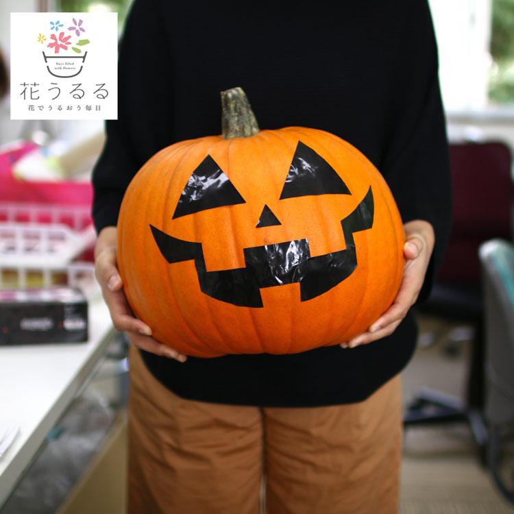 送料無料 ハロウィン用に 巨大な本物カボチャ Lサイズ 直径約27cm 顔のシール付き ジャックオーランタン ジャックランタン パンプキン 飾り Onament Kabotya L 花うるる ハンギング 寄せ植え通販 通販 Yahoo ショッピング