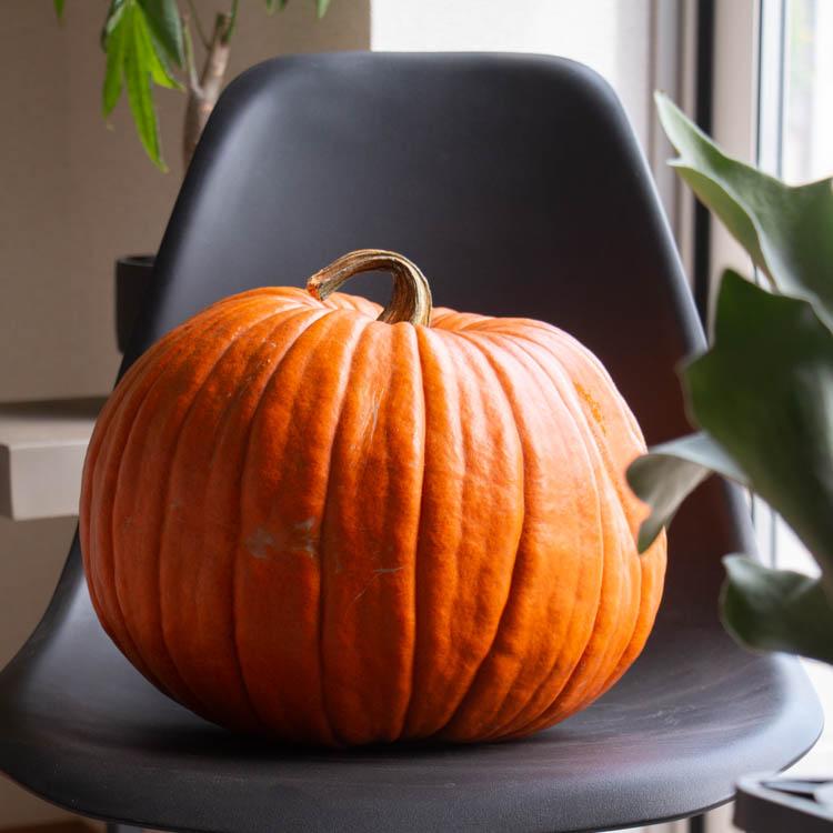 ハロウィン用 巨大 本物カボチャ 鑑賞用『 オータムオレンジ 2Lサイズ