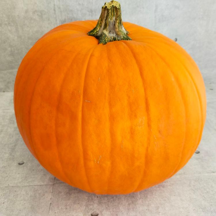 送料無料 ハロウィン用に 巨大な本物カボチャ Lサイズ 直径約27cm 顔のシール付き ジャックオーランタン ジャックランタン パンプキン 飾り Onament Kabotya L 花うるる ハンギング 寄せ植え通販 通販 Yahoo ショッピング