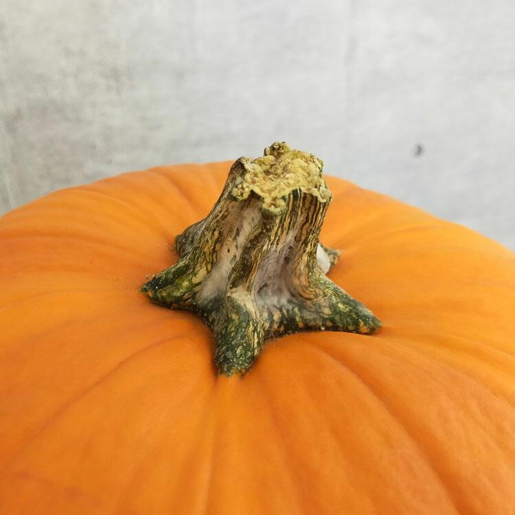 ハロウィン用 巨大 本物カボチャ 鑑賞用『 オータムオレンジ 3L ハロウィン用 巨大 本物カボチャ 鑑賞用『 オータムオレンジ 3L