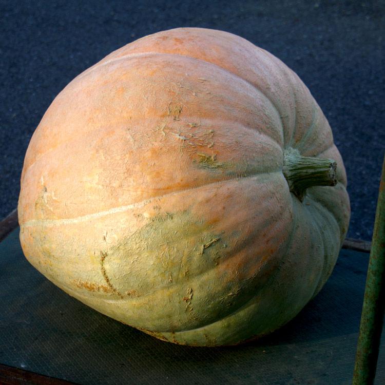 ハロウィン用 巨大 本物カボチャ 鑑賞用『 アトランティック ハロウィン用 巨大 本物カボチャ 鑑賞用『 アトランティック