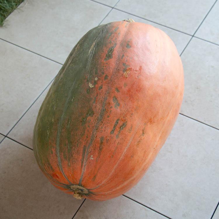 画像のかぼちゃが届く／ハロウィン用 巨大 本物カボチャ 鑑賞用