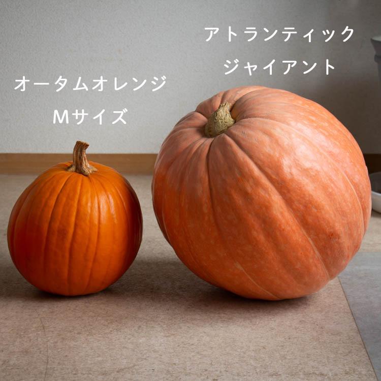 ハロウィン用 巨大 本物カボチャ 鑑賞用『 アトランティック
