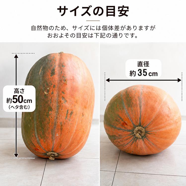 画像のかぼちゃが届く／ハロウィン用 巨大 本物カボチャ 鑑賞用