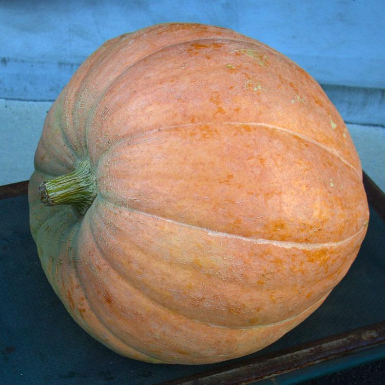 ハロウィン用 巨大 本物カボチャ 鑑賞用『 アトランティック ハロウィン用 巨大 本物カボチャ 鑑賞用『 アトランティック