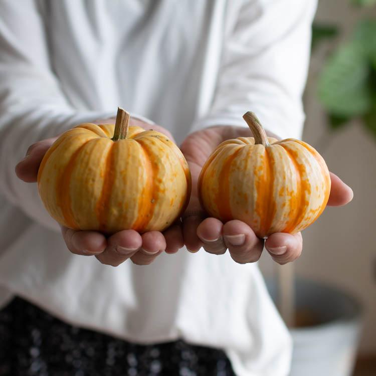 ハロウィン用 本物 生カボチャ 鑑賞用『プッチーニ(直径約7-12cm