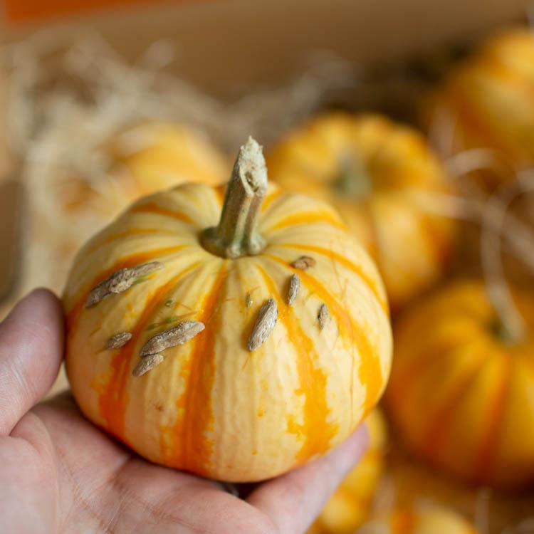 ハロウィン用 本物 生カボチャ 鑑賞用『プッチーニ(直径約7-12cm