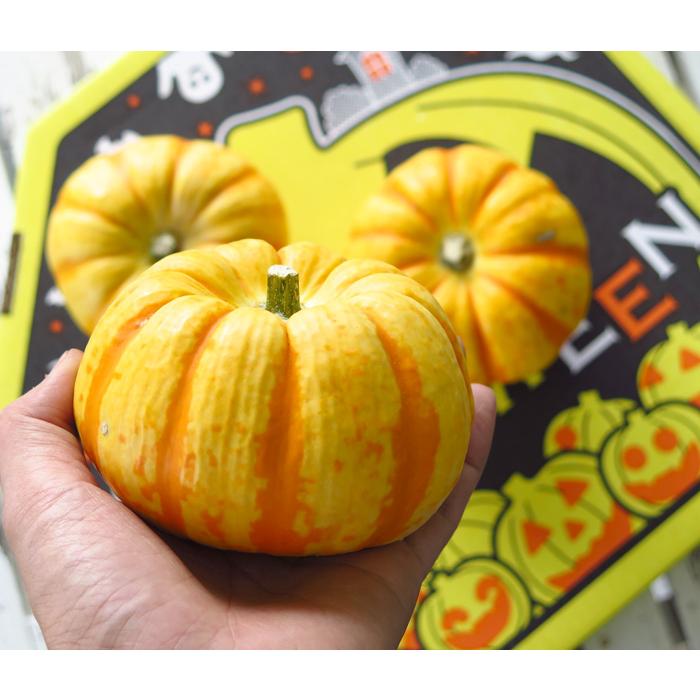 ハロウィン用　ミニカボチャ(プッチーニ)#1 88個 しっとり甘い！ミニかぼちゃ”プッチーニ” 6個入り ハロウィンの
