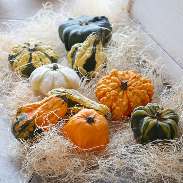 おまかせ3個セット／ハロウィン用 白かぼちゃ 本物 生カボチャ 鑑賞用
