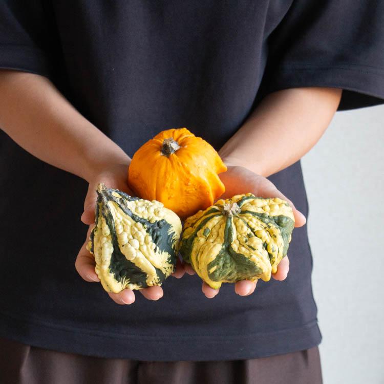 ハロウィンかぼちゃ　本物　3個セット おまかせ3個セット／ハロウィン用 白かぼちゃ 本物 生カボチャ 鑑賞用