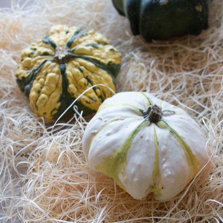 おまかせ3個セット／ハロウィン用 白かぼちゃ 本物 生カボチャ 鑑賞用