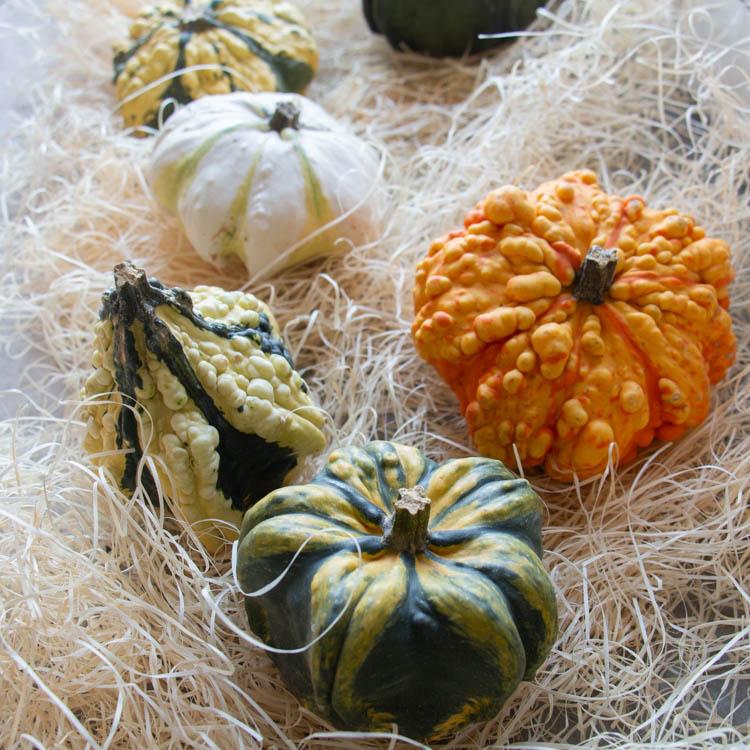 おまかせ3個セット／ハロウィン用 白かぼちゃ 本物 生カボチャ 鑑賞用