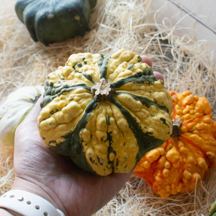 おまかせ3個セット／ハロウィン用 白かぼちゃ 本物 生カボチャ 鑑賞用