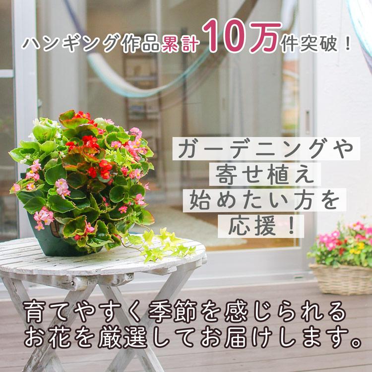 オーダー寄せ植えご相談ページ お試し ハンギングバスケット 寄せ植え [ベゴニア版]Mサイズ