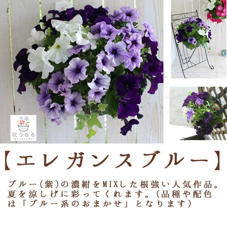 母の日 まだ間に合う プレゼント ペチュニアのハンギング 母の日 まだ間に合う プレゼント ペチュニアのハンギング