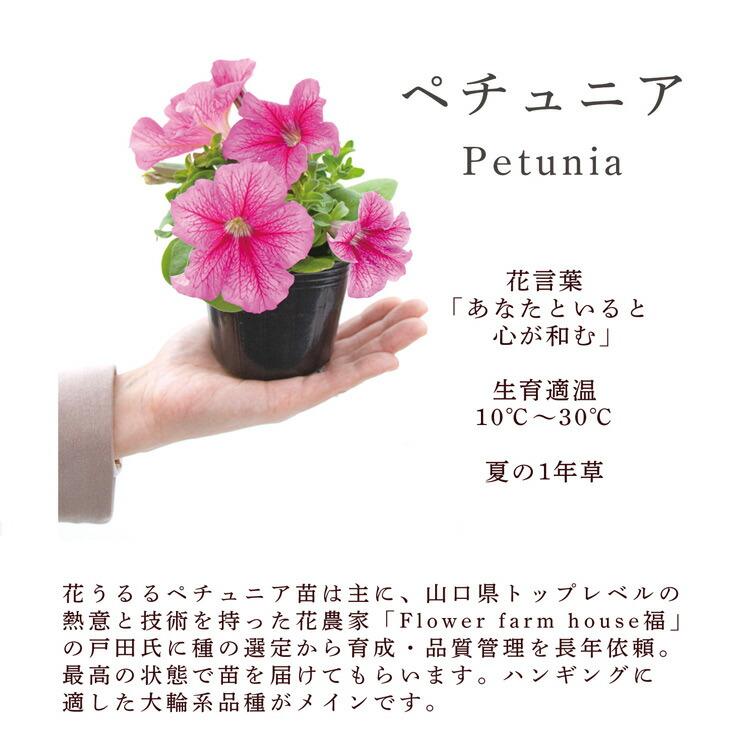 母の日 まだ間に合う プレゼント ペチュニアのハンギング 母の日 まだ間に合う プレゼント ペチュニアのハンギング
