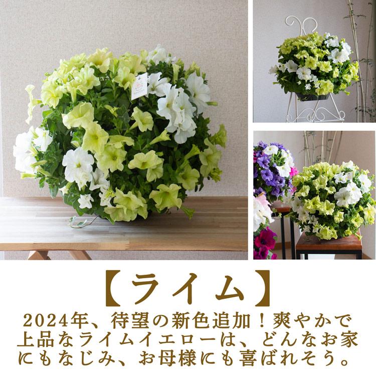 5月下旬発送』当店人気No.1＼母の日 遅れてごめんね／花うるる