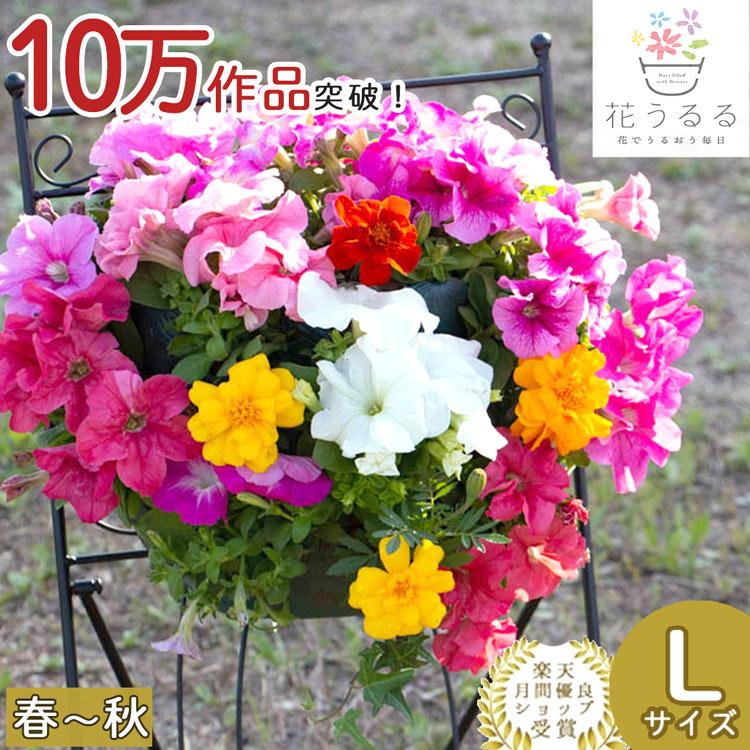 ｌサイズ ペチュニアのハンギング寄せ植え ピンク オパール 寄せ植え セット ギフト 花 寄植え 鉢植え 壁掛け ハンギング 春 夏 通販 Petyu Premium Opa 花うるる ハンギング 寄せ植え通販 通販 Yahoo ショッピング