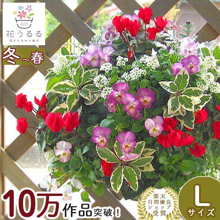flower [送料無料] [Lサイズ]ガーデンシクラメンのハンギング