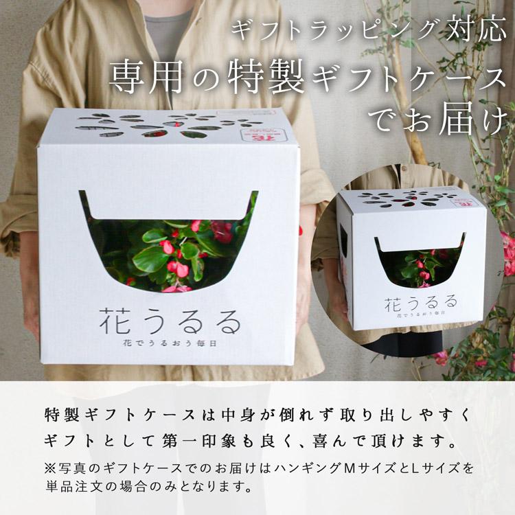 ペチュニアのハンギング 花うるる 寄せ植え [レッド(シンプル](セット