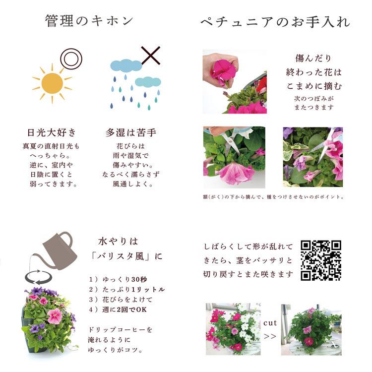 ペチュニアのハンギング寄せ植え スターダスト シンプル 寄せ植え セット ギフト 花 寄植え 鉢植え 壁掛け ハンギング 春 夏 通販 Peyu Whitestar13 花うるる ハンギング 寄せ植え通販 通販 Yahoo ショッピング