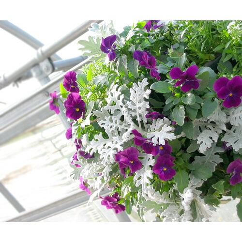 売り尽くし／ビオラのハンギングバスケット 花うるる 寄せ植え