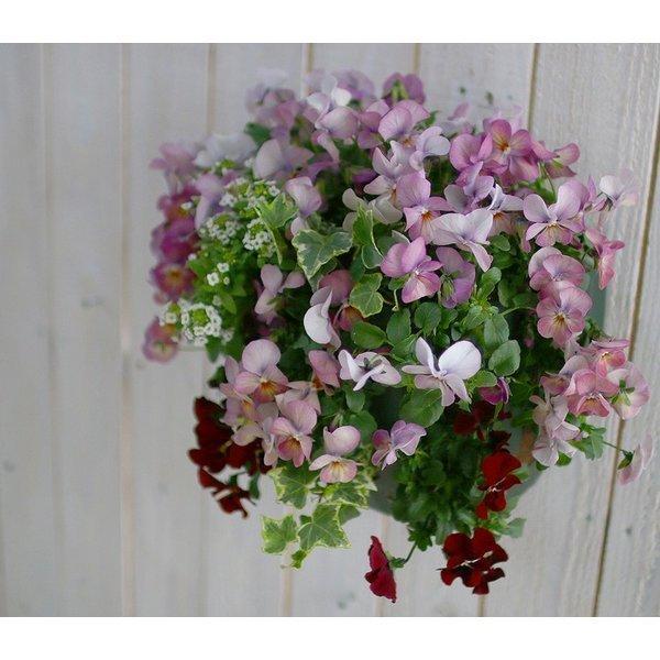 flower ビオラのハンギングバスケット寄せ植え「レッド グラデーション