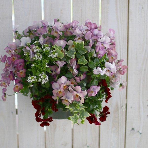 flower ビオラのハンギングバスケット寄せ植え「レッド グラデーション