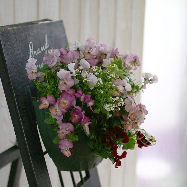 flower ビオラのハンギングバスケット寄せ植え「レッド グラデーション