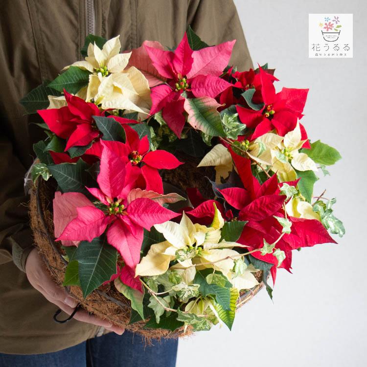ポインセチアのリース寄せ植え [カラーmix]室内 クリスマス 飾り 冬