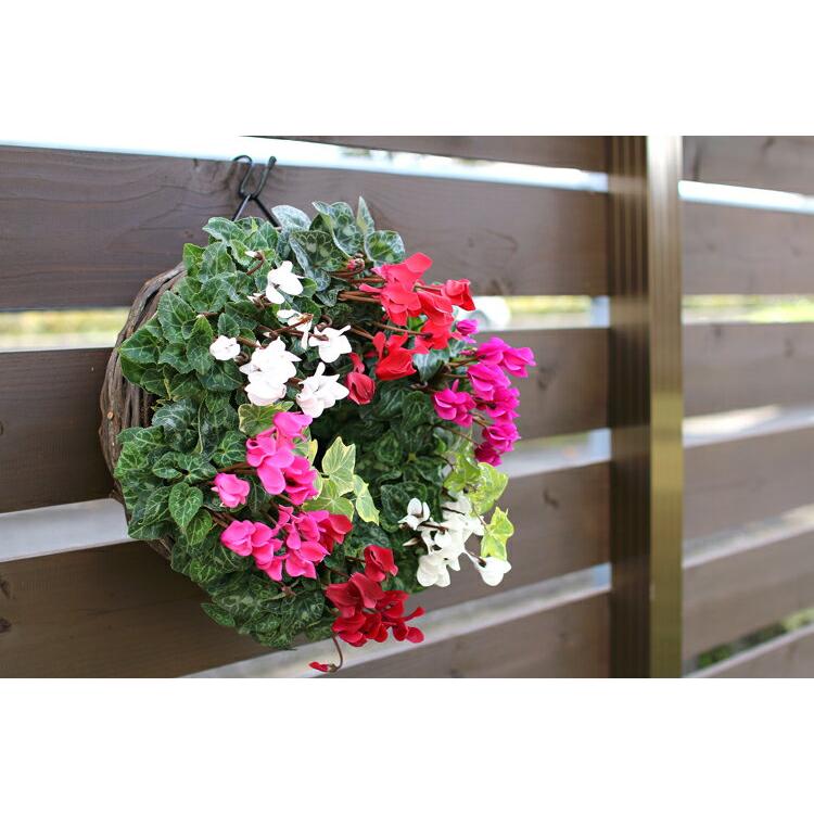 リース 寄せ植え『ガーデンシクラメンのハンギング*リング』(花うるる