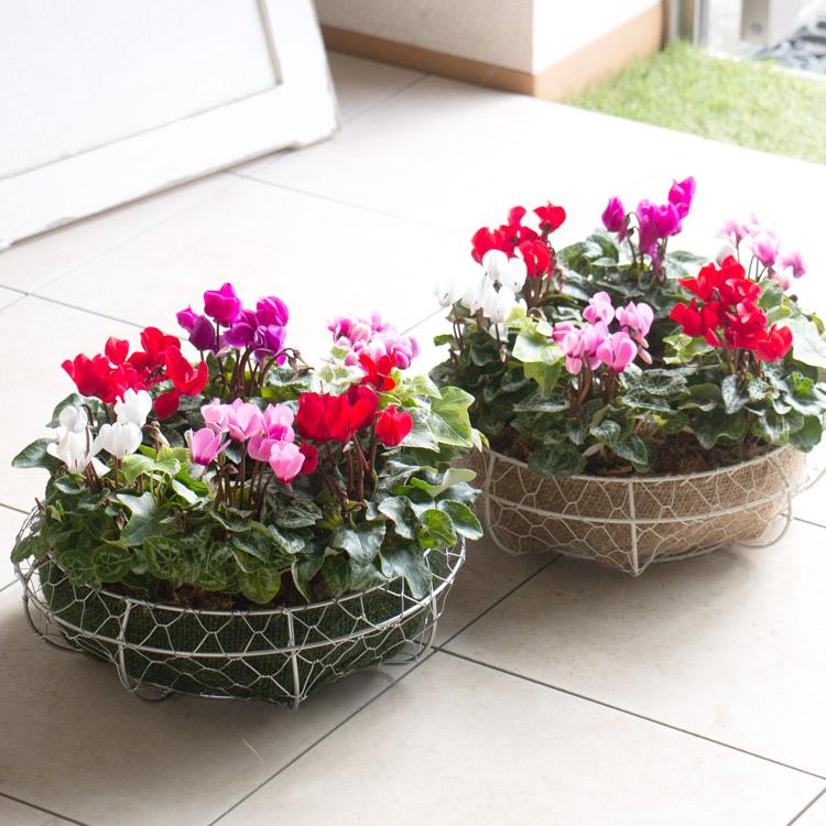 リース 寄せ植え『ガーデンシクラメンのハンギング*リング』(花うるる