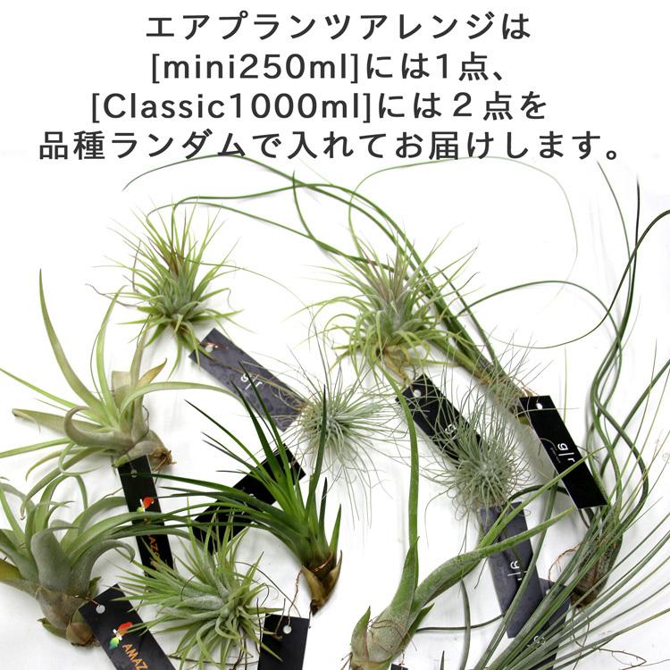 ソネングラス 花うるる エアプランツ アレンジ正規代理店 保証書付 ソネングラス Classic1000ml ランタン インテリア ソーラー 充電 プレゼント ギフト Sonen Dai Airplnts 花うるる ハンギング 寄せ植え通販 通販 Yahoo ショッピング