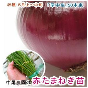 玉ねぎ 苗 ＼10月末から発送／『赤たまねぎ 予約 50本』緋だまり（早生 