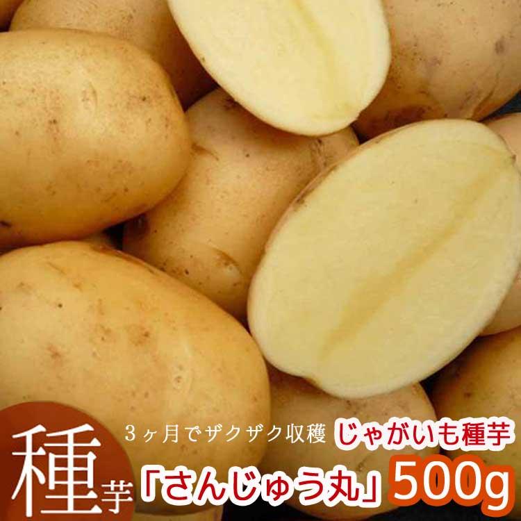 品薄・再販無し＼マツコの知らない世界で特集／TVでも話題春植え