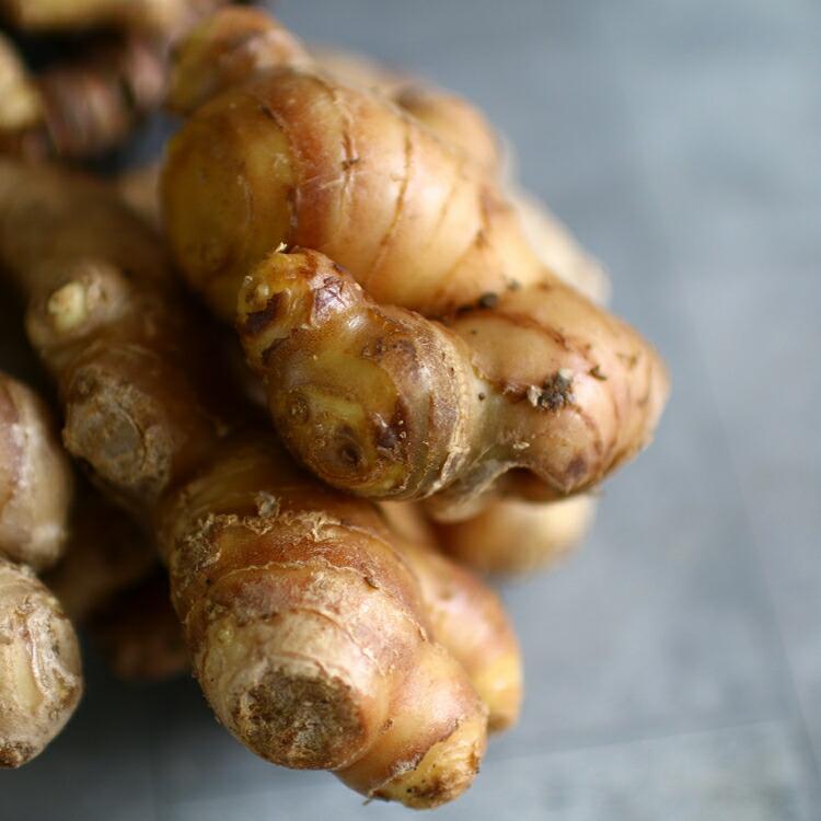 春植え 種ショウガ「 金時紅 大生姜 1kg（長崎県産）洗浄処理済」 生姜